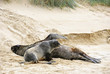 Two sea lions resting on the beach