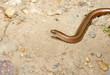 Foto: head macro, blind worm (anguis fragilis) head macro, blind worm (anguis fragilis)