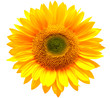 sunflower isolated on white background