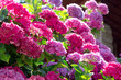 hydrangea luxuriant plant