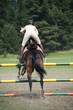 Show jumping horse and rider