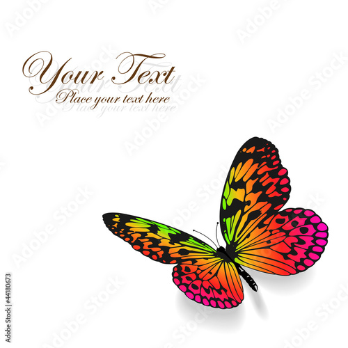 Vector: Colorful butterfly on white background. Colorful butterfly on white background.