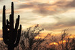Sunset Cactus