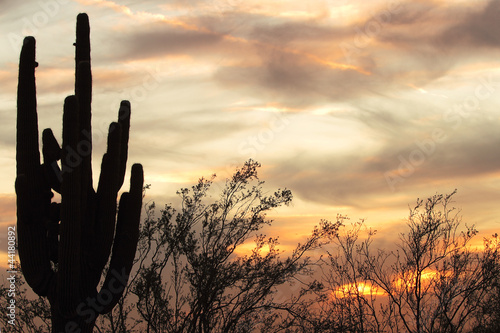 Photo: Sunset Cactus Sunset Cactus