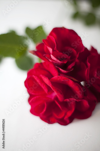 Photo: rose rouge rose rouge