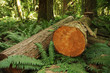 Holzwirtschaft