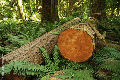 Photo: Holzwirtschaft Holzwirtschaft