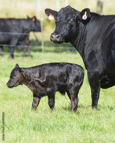 Photo: Angus Beef Cattle Angus Beef Cattle