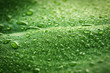 green leaf with drops of water