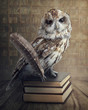 Photo: Wise owl Wise owl