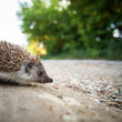 Baby European Hedgehog (Erinaceus europaeus)