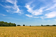 wheat field