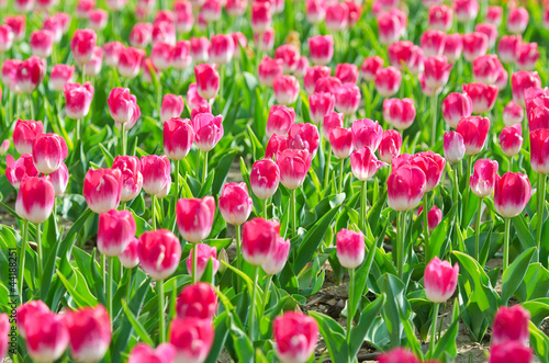 Photo: Flowers tulips in the garden Flowers tulips in the garden