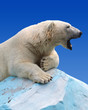 polar bear