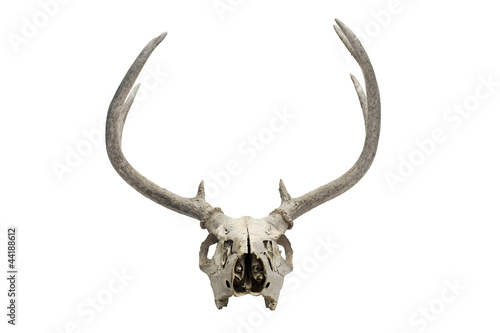 Photo: old deer skull old deer skull
