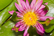 Pink nang kwang water lily