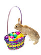 rabbit starring on a basket of eggs