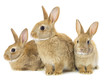 three brown rabbits