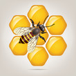 vector working bee on honeycells