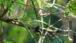 A beautiful  bird on a bright sunny summer day 