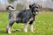 Mittelschnauzer