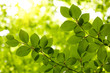 Green leaves background