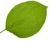 Photo: translucent leaf translucent leaf