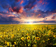 Sunset over sunflowers field