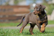 Dobermann