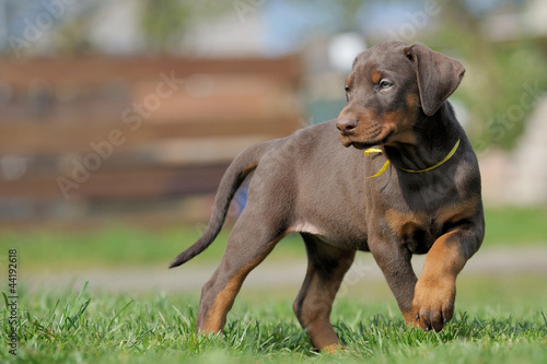 Photo: Dobermann Dobermann