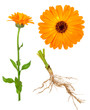 Medicinal plant. Calendula