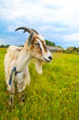 brown and white goat in th field