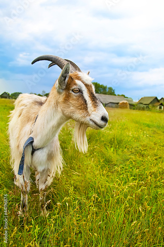 Photo: brown and white goat in th field brown and white goat in th field