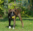 Boxer