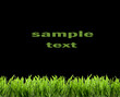 Grass. spring background