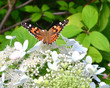Painted Lady butterfly (Vanessa cardui)