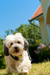 Havanese dog on the gras