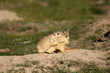 Amorous games of rodents