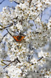 Schmetterling auf Kirschblüte vertikal