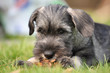 Schnauzerwelpe
