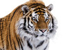 Photo: Siberian tiger Siberian tiger