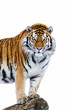 Photo: Siberian (Amur) tiger Siberian (Amur) tiger
