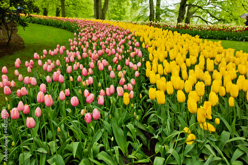 Photo: colorful flowerbeds colorful flowerbeds