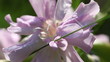 Seifenkraut - Blütenstempel