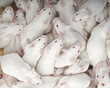 mice