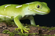Green gecko / Naultinus elegans elegans