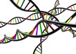 DNA STRAND genetic genome on white