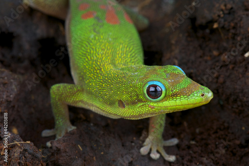 Photo: Gold dust day gecko / Phelsuma laticauda Gold dust day gecko / Phelsuma laticauda