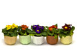 Foto: Primula Primula