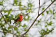 Vermilion Flycatcher